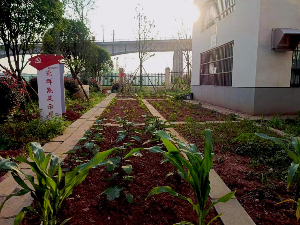 菜園(1).jpg 菜園(1).jpg